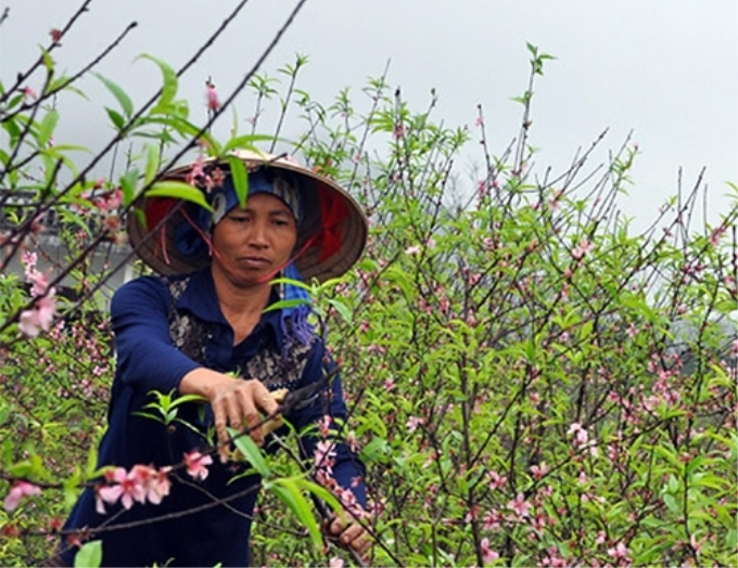 Người dân Ðông Sơn (Tam Ðiệp, Ninh Bình) cắt tỉa đào phai để bán dịp Tết.     Ảnh: TRẦN QUANG